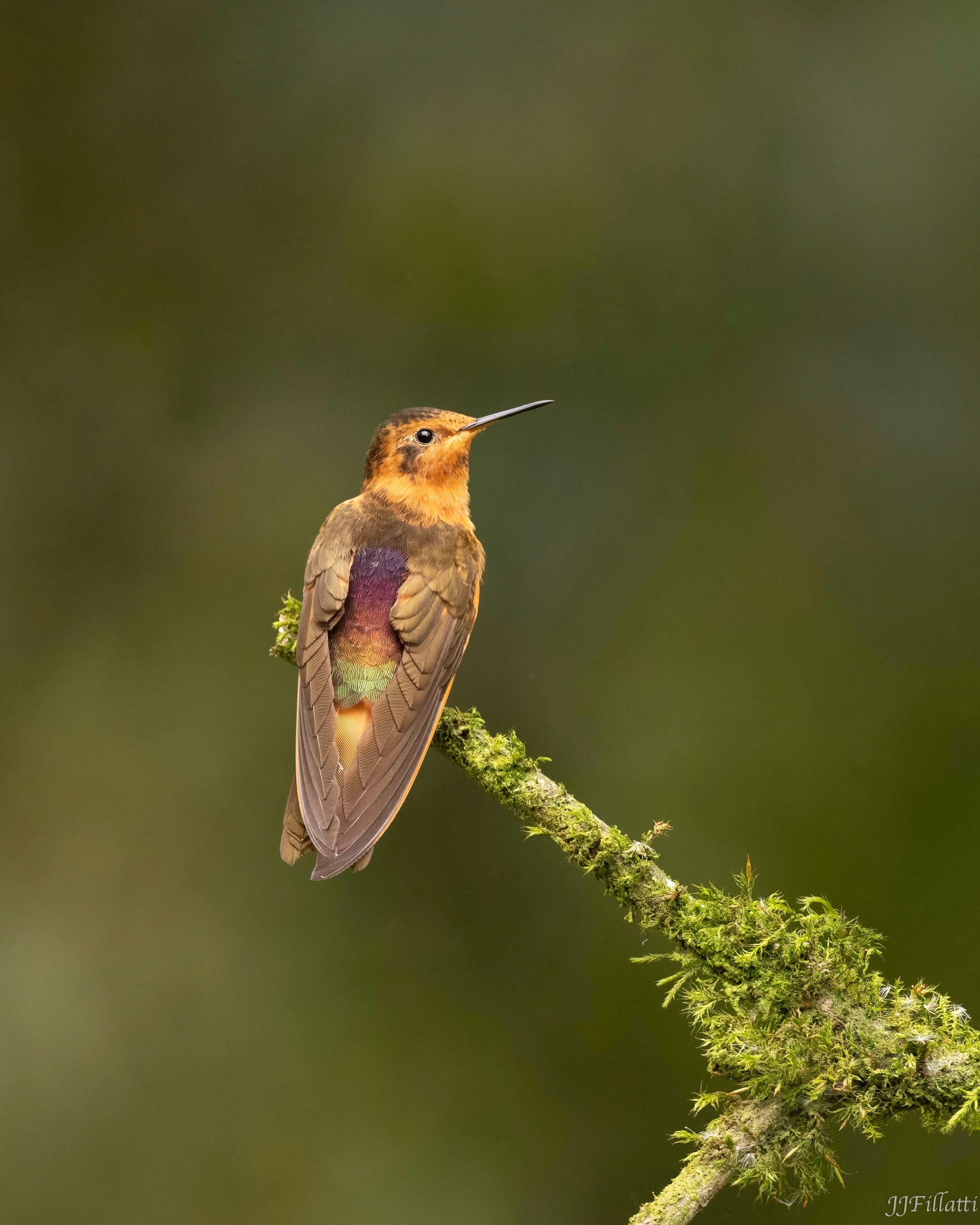 bird of colombia image 50